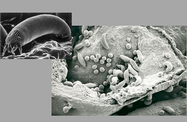 Acarien des bourgeons adulte