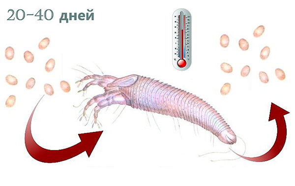 Dépendance du cycle de vie d'une tique rénale à la température de l'air