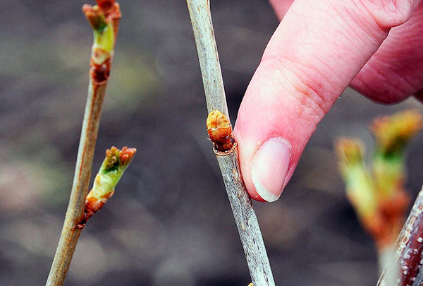 Un bourgeon infecté par un acarien ne se développe pas en feuille