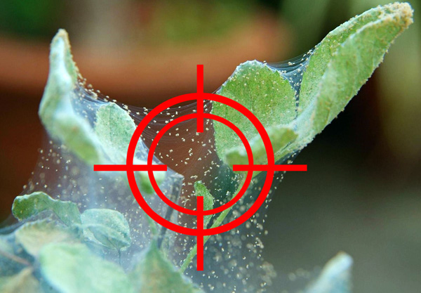 Nous considérons des remèdes efficaces contre les acariens et découvrons comment ils fonctionnent ...