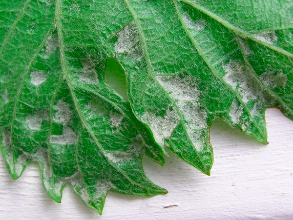 Plaque de feutre de la gale du raisin