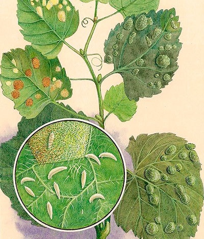 La démangeaison du raisin ressemble à la mouche