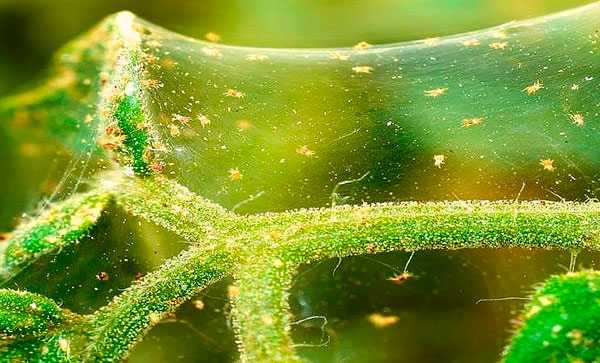 Grappe de tétranyques femelles