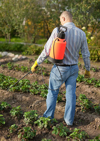 Traitement des fraises à partir d'acariens de la fraise