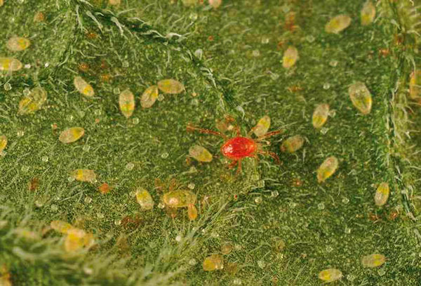 L'acarien prédateur mange l'acarien de la fraise