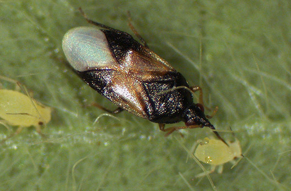 La punaise Orius aide à lutter contre les acariens de la fraise