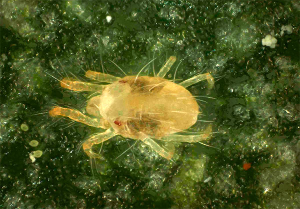 Gros plan sur l'acarien de la fraise