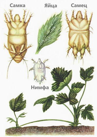 Constriction sur le corps d'un acarien de la fraise