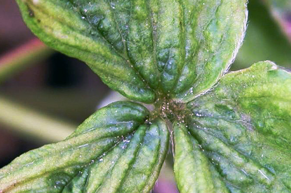 Signes de la présence d'un acarien du fraisier sur une feuille de fraisier