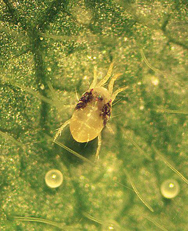 Acarien de la fraise sous le microscope