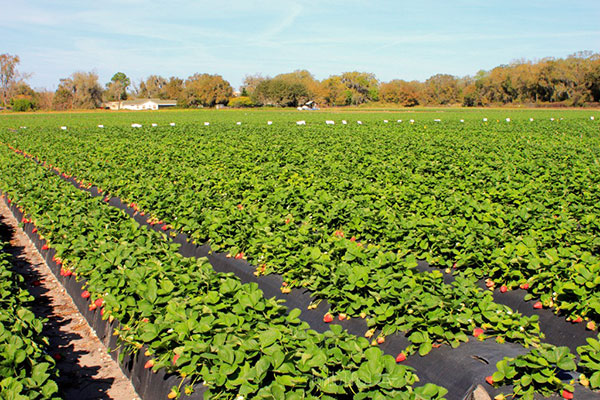 L'acarien de la fraise n'aime pas le temps sec et ensoleillé
