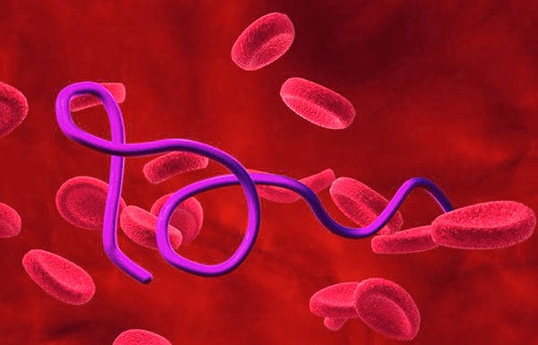 La bactérie responsable de la fièvre récurrente