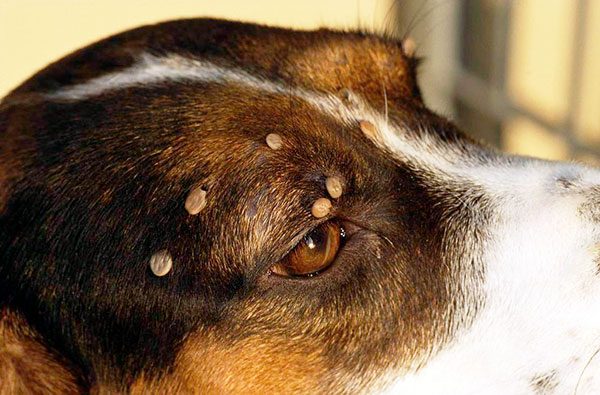 On découvre comment agir correctement si une tique a mordu un chien...