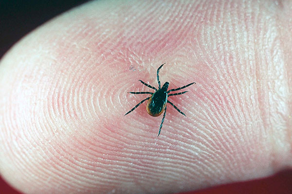 La date de retrait de la tique doit être rappelée