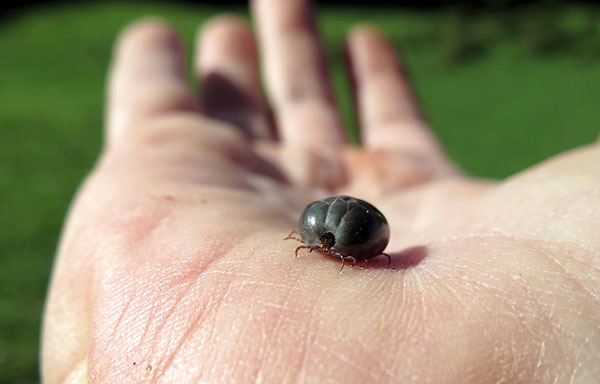Plus la tique reste longtemps sur la peau, plus elle est susceptible de transmettre la maladie.