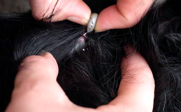 Retirer une tique avec les doigts