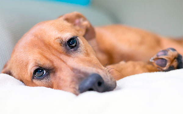 Détérioration de l'état d'un chien après une morsure de tique