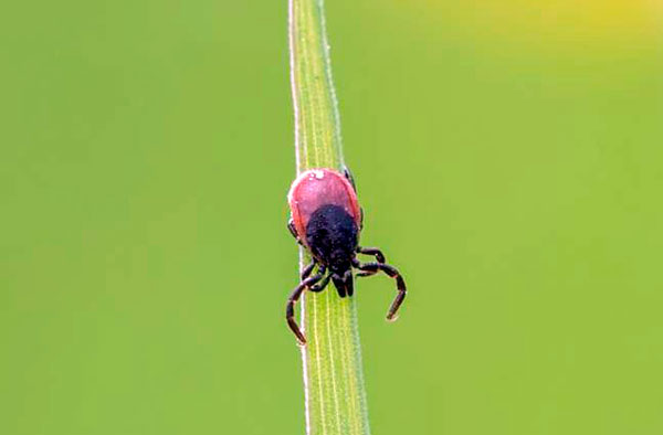 Cochez les jambes tendues vers l'avant - un signe de préparation à une attaque
