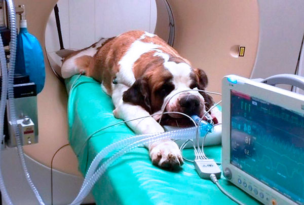 Traitement de la piroplasmose dans une clinique vétérinaire