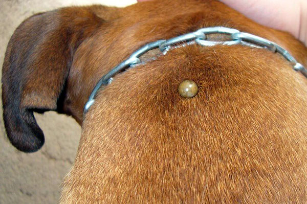 Une tique rassasiée sur un chien doit être retirée avec précaution