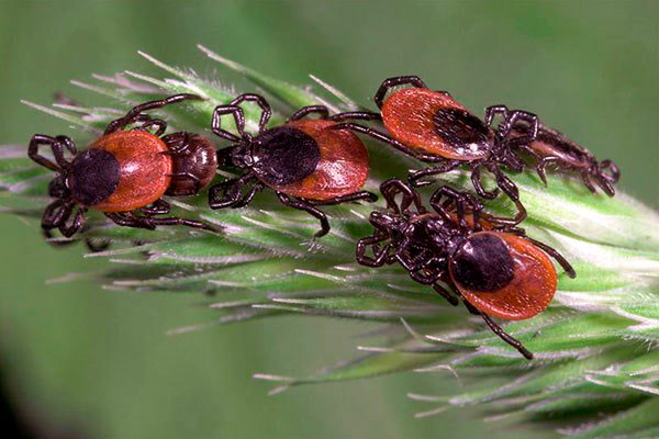 Nous découvrons qui dans la nature mange des tiques ...