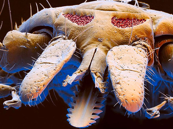 Tête de tique sous le microscope