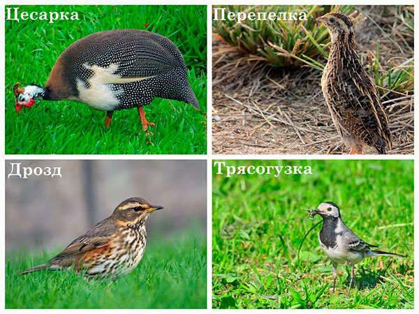 Les oiseaux qui peuvent manger des tiques