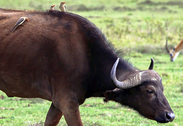 Voloklui trouve des insectes sur des animaux