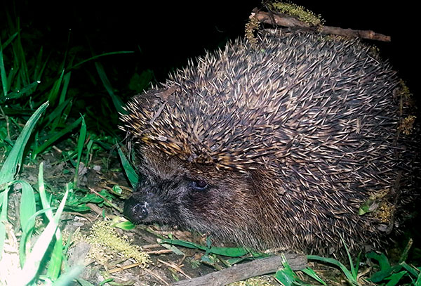 Le hérisson peut manger une tique
