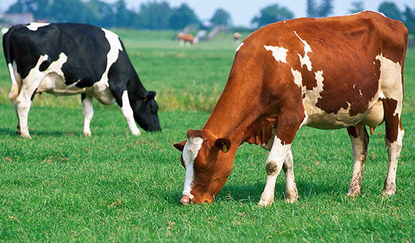 Une personne peut attraper une encéphalite par le lait