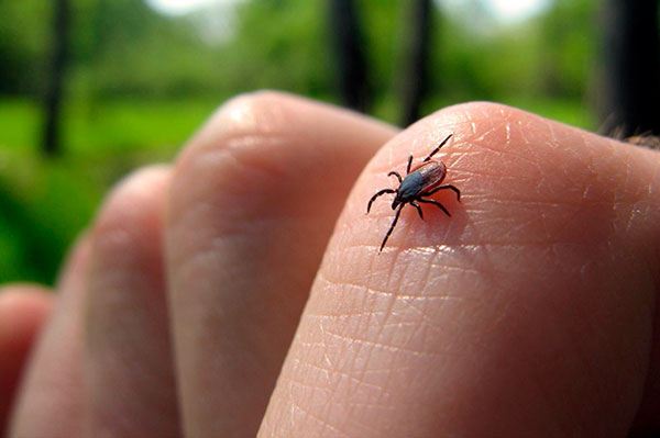 Les conséquences négatives ne sont possibles qu'après une morsure directe de tique.