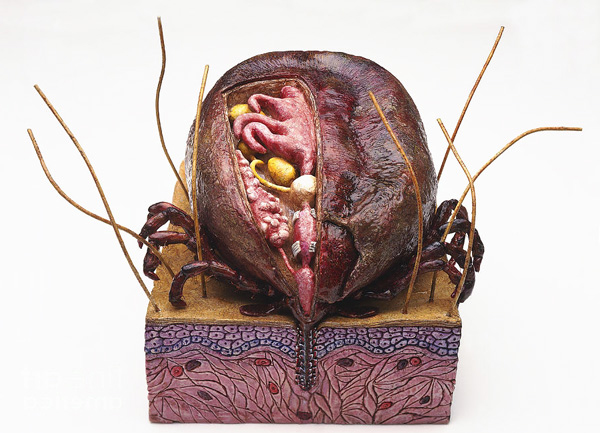 La tique mord la peau