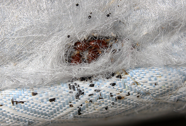 Punaises de lit dans le matelas