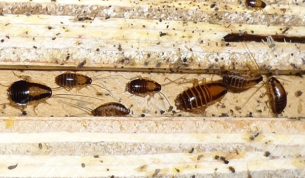 Avec l'aide de Desus, vous pouvez détruire complètement même une grande population de cafards dans un appartement.